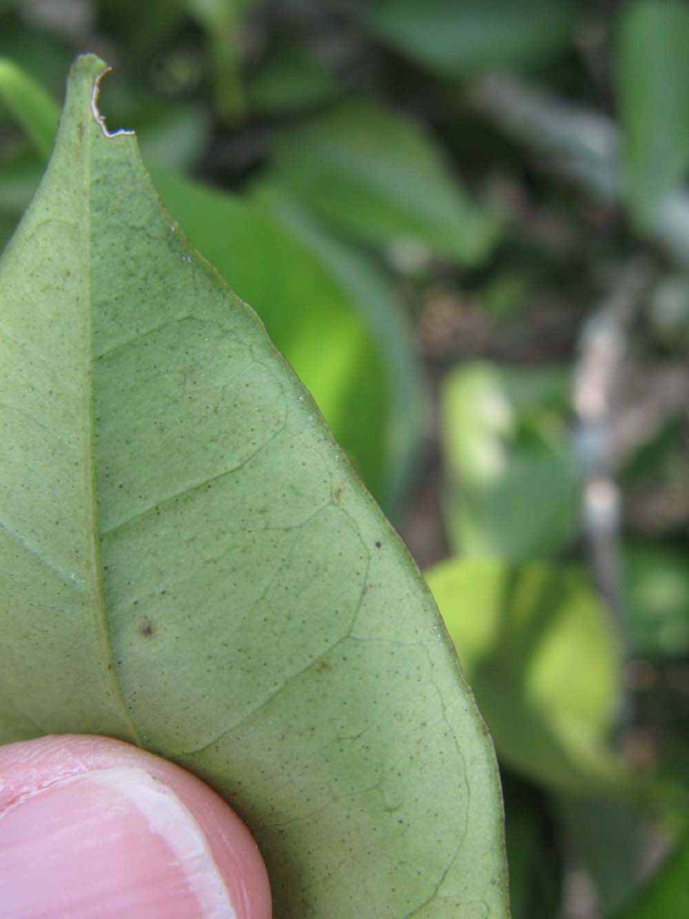              Margin (Winter Haven, FL)       